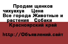 Продам щенков чихуахуа  › Цена ­ 10 000 - Все города Животные и растения » Собаки   . Красноярский край